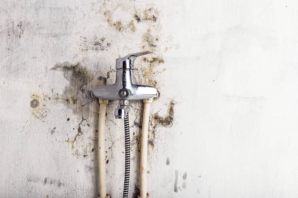 Best Commercial Mold Removal  in White Pigeon, MI