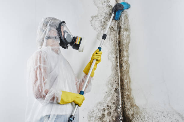 Best Mold Testing  in White Pigeon, MI
