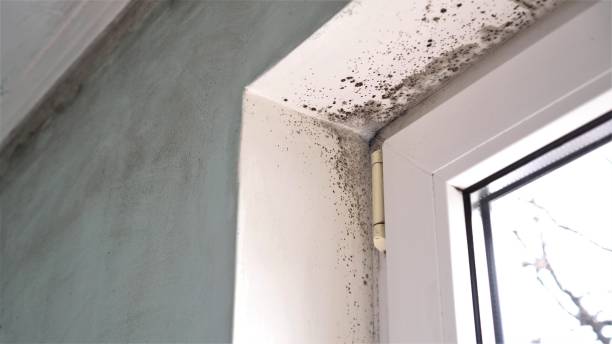 Best Best Mold Removal Companies  in White Pigeon, MI