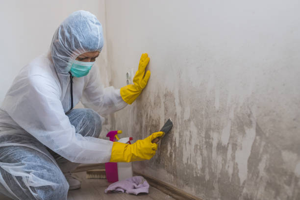 Best Black Mold Removal  in White Pigeon, MI