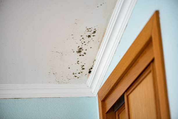 Best Water Damage Restoration  in White Pigeon, MI