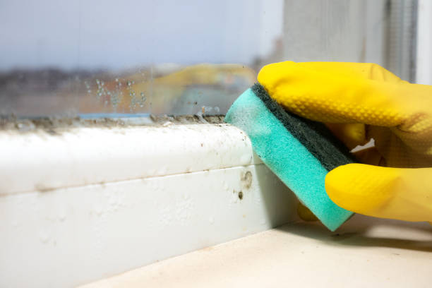 White Pigeon, MI Mold Removal Company