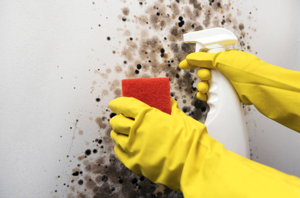 Best Professional Mold Removal  in White Pigeon, MI
