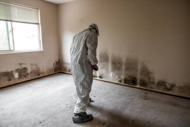 Best Best Mold Removal Companies  in White Pigeon, MI