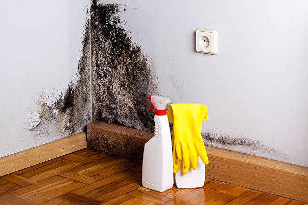 Best Certified Mold Removal  in White Pigeon, MI