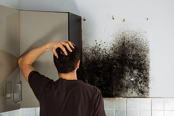 Best Water Damage Restoration  in White Pigeon, MI