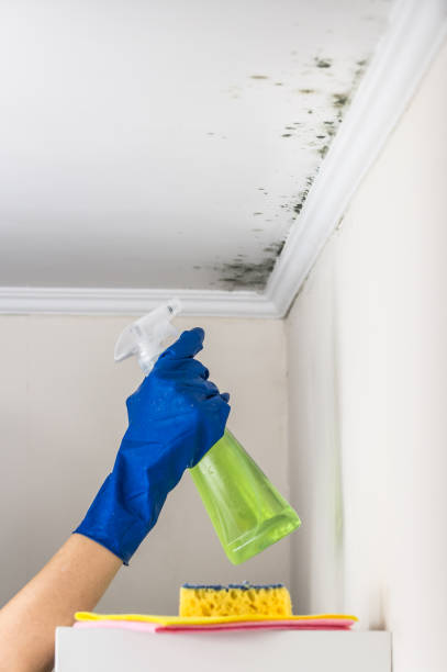 Best Black Mold Removal  in White Pigeon, MI