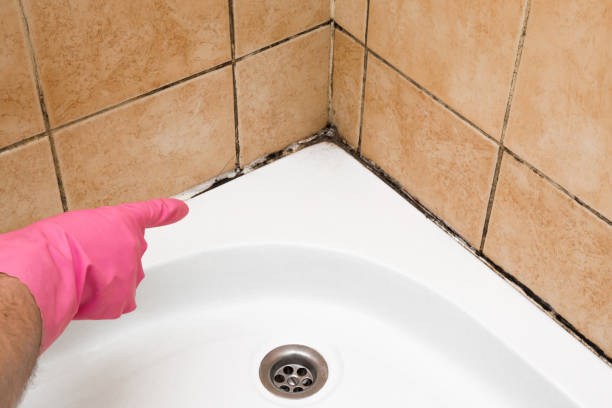 Best Toxic Mold Removal  in White Pigeon, MI